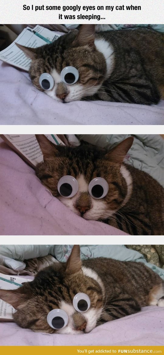 Googly kitty eyes