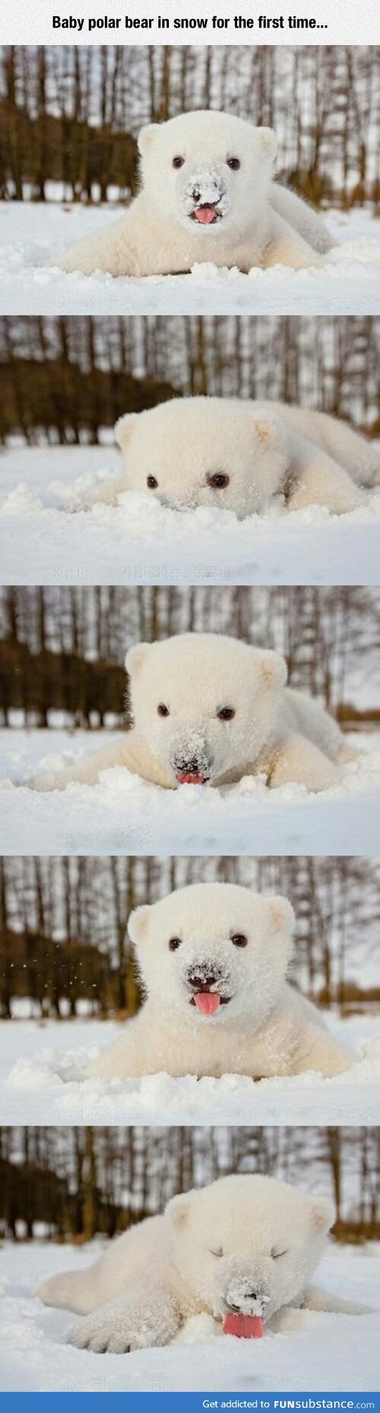Baby Polar Bear Enjoying The Snow