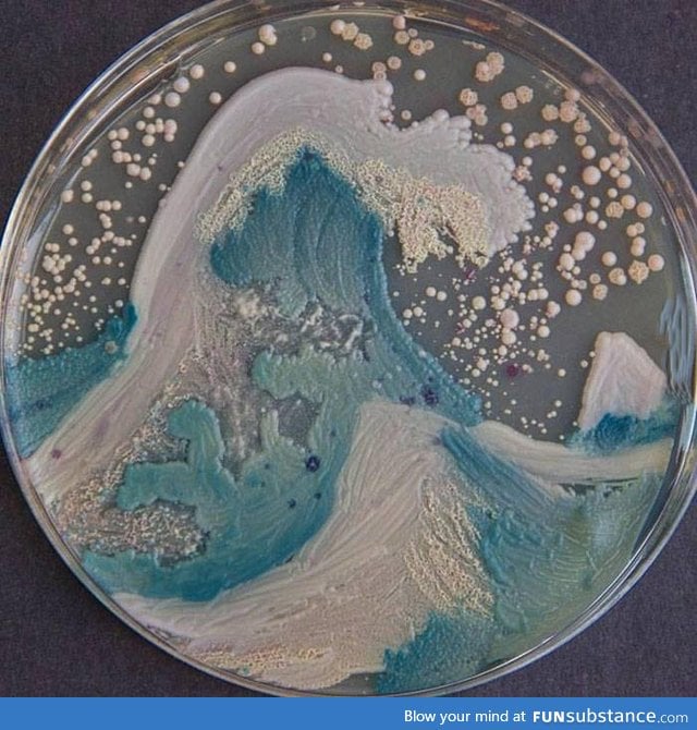 The American Society for Microbiologists hosted the first bacteria art competition