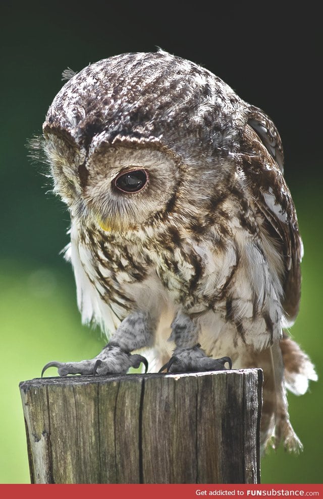 why-do-owls-get-sad-because-no-one-gave-a-hoot-funsubstance