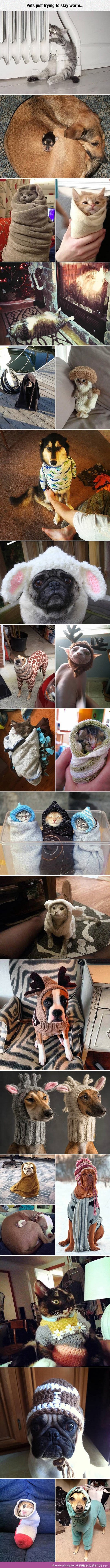 Pets trying their best to stay warm