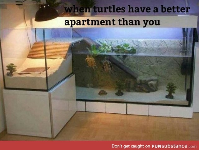 Epic turtle house
