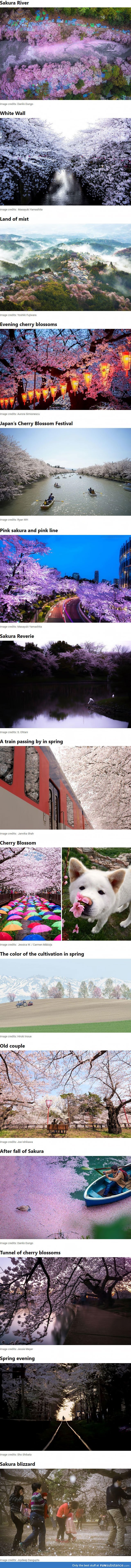 Japan Has The Most Magical Cherry Blossom Season (16 Pics)