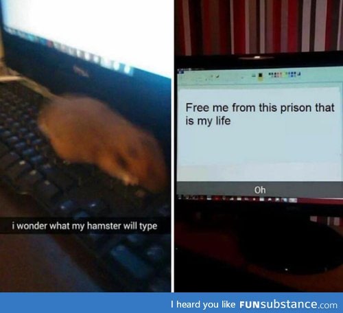 Dan's hamster