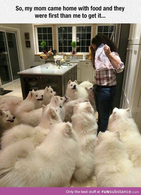 More dogs than you can handle