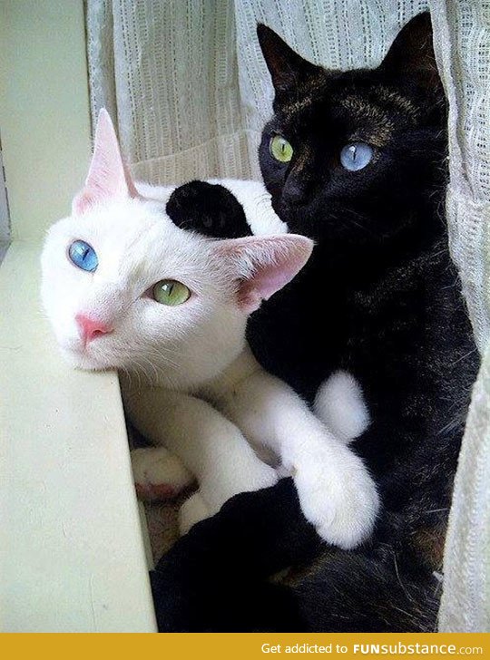 Brothers with exceptional eye color