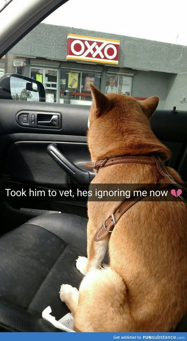 The dog hates vets
