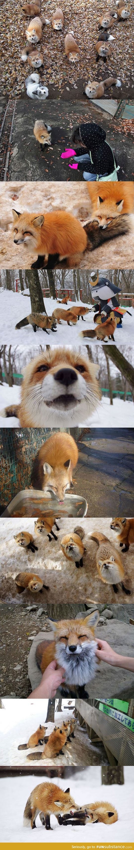 Island of foxes in Japan