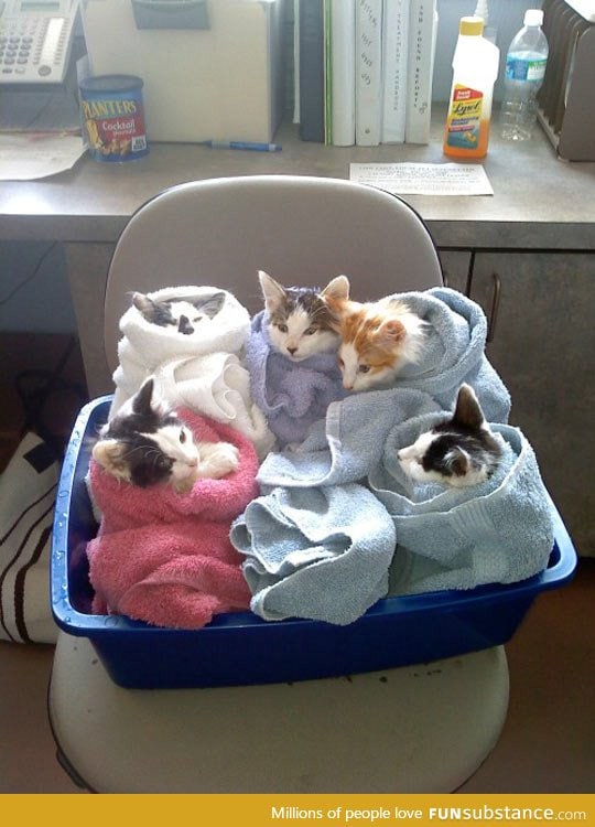 Here's Your Order Of Purritos