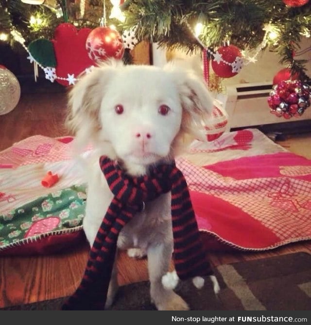 This Albino puppy looks like Falcor from The Neverending Story