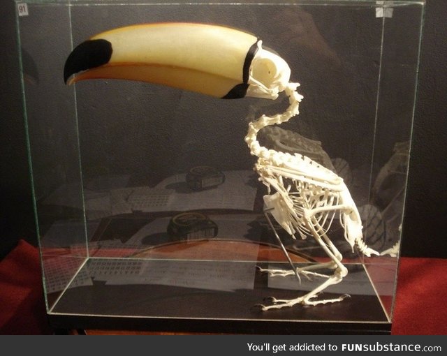 Toucan skeleton makes it look way off balance