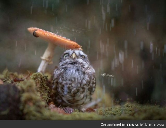Beautiful owl under a wild mushroom
