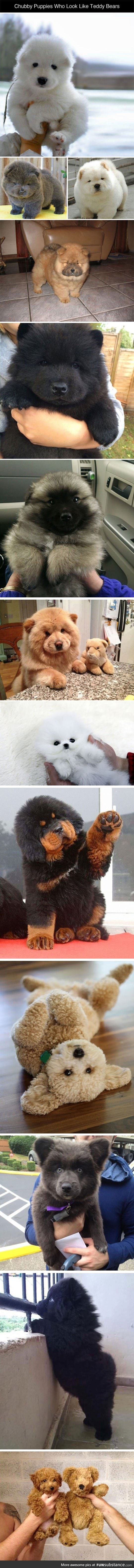 Puppies who are so chubby they look like teddy bears