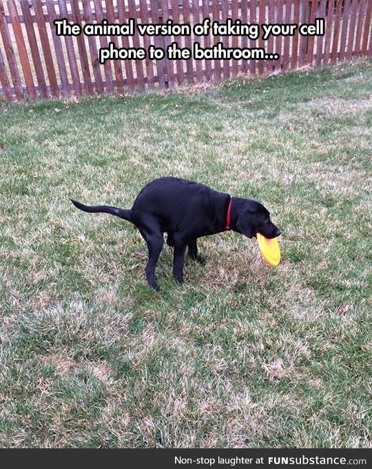 Animal Version Of Taking Your Phone To Poop