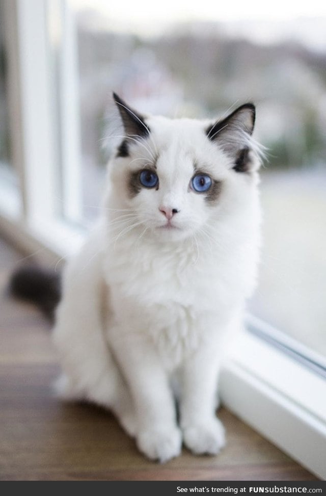 Just a very beautiful cat with blue eyes
