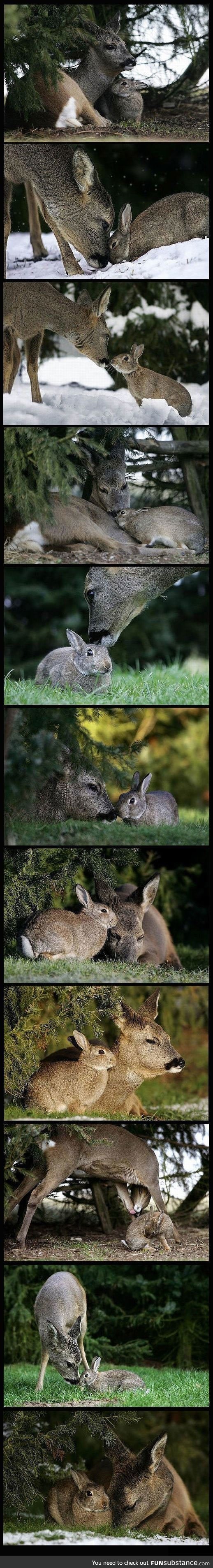 Bambi and Thumper!
