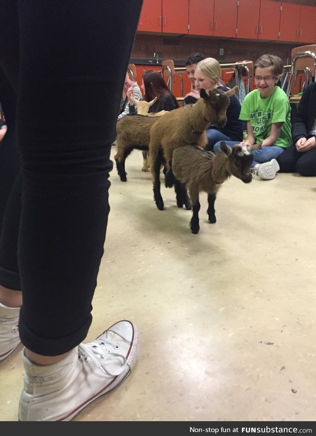 So our teacher brought in baby goats and then this happened