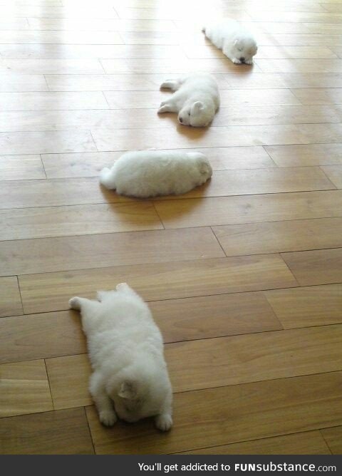 Day 522 of your daily dose of cute: Follow the sleepy puppy trail!