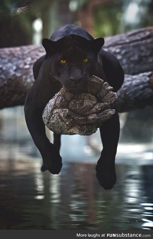Black panthers are my thing