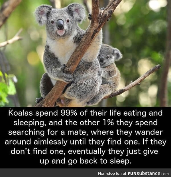 Basically, I'm just a koala