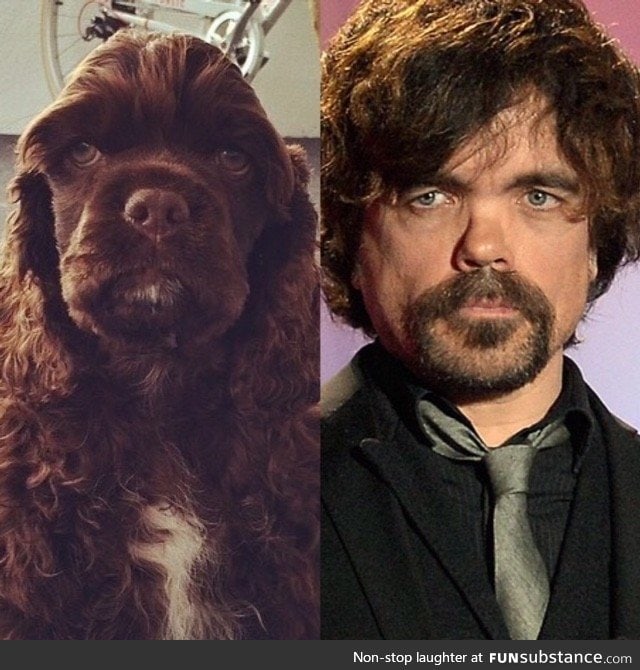 This puppy is Peter Dinklage