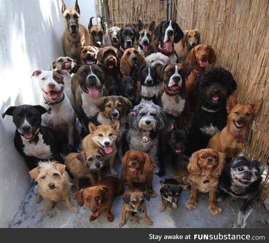 How did someone manage to get attention from 30 dogs and take this photo?