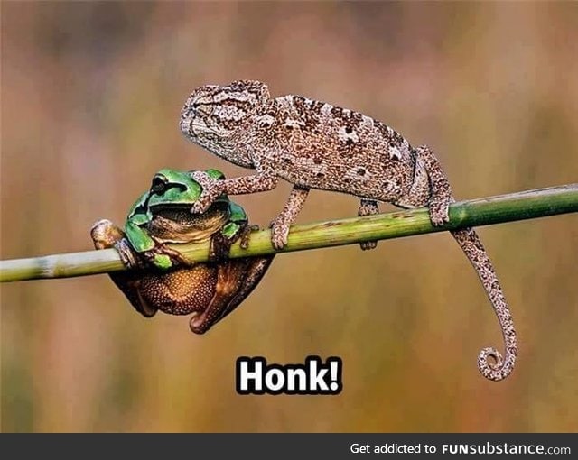 Honk!
