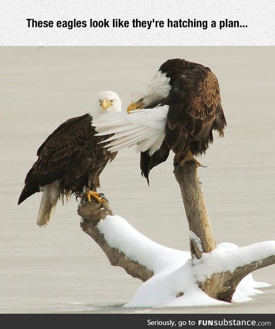 Evil eagles