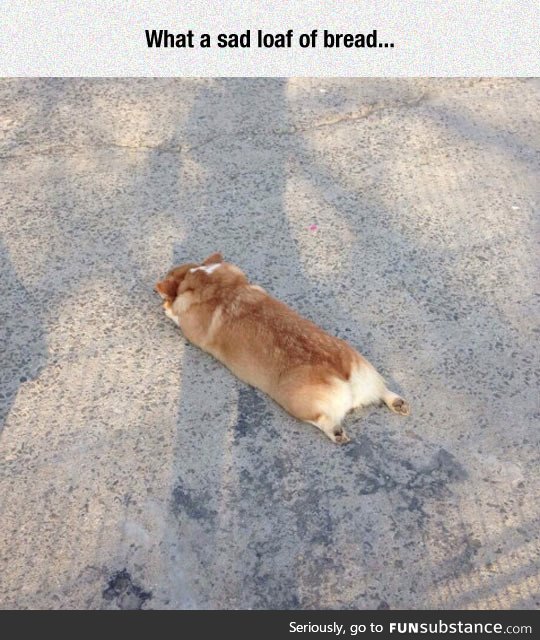 Corgi sploot