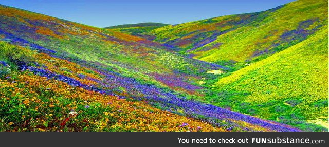 Valley of Flowers Himalayas of the Uttaranchal, India