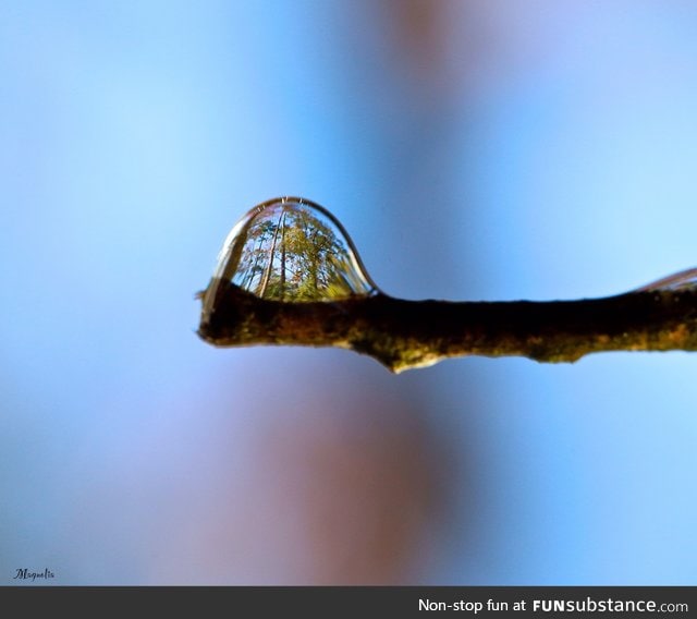 Forest refracted in a drop of water