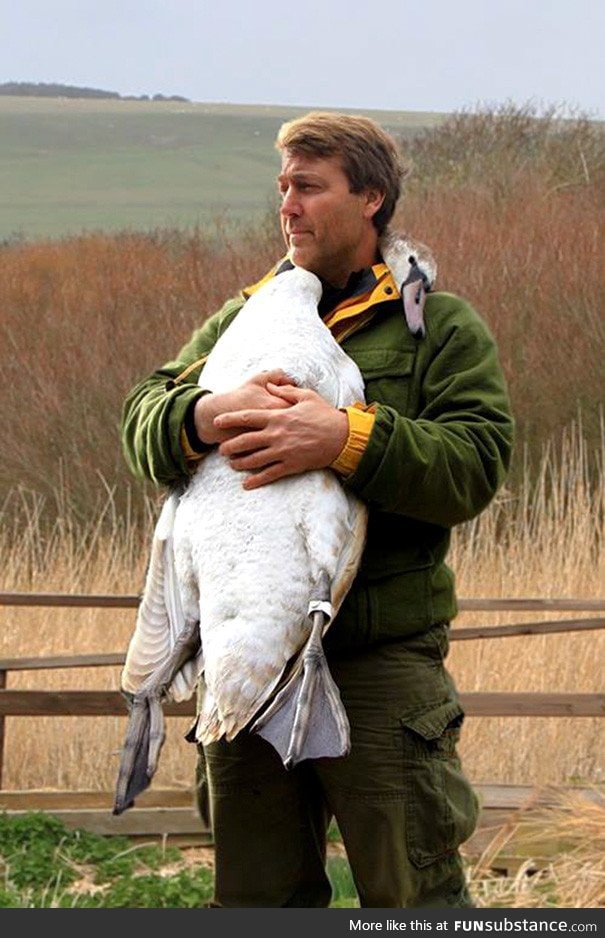 Swan hugs the man who rescued it by wrapping her neck around him