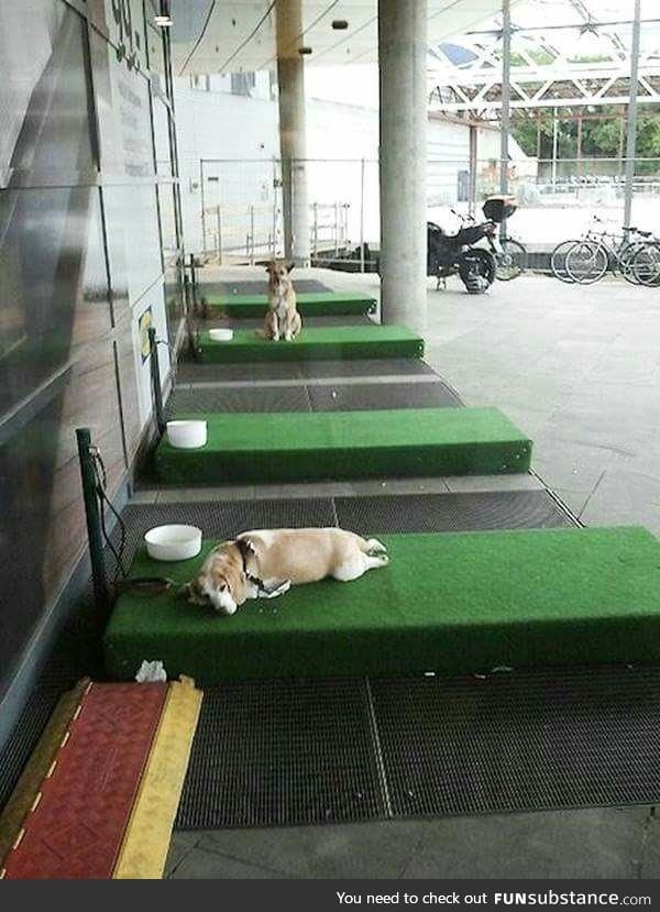 An IKEA in Germany installed a 'Parking lot for dogs'