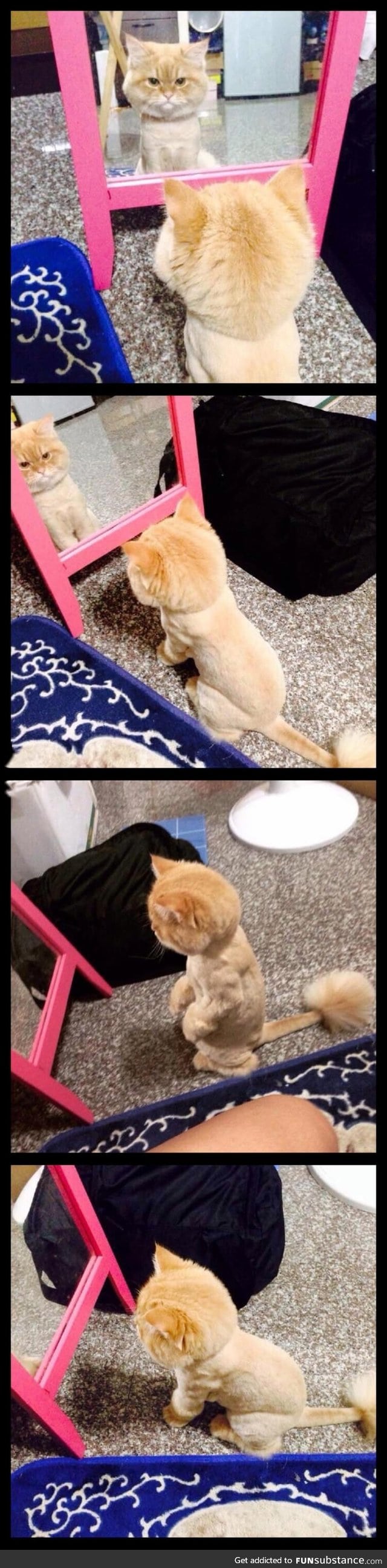 This cat stood for hours in front of the mirror after getting shaved