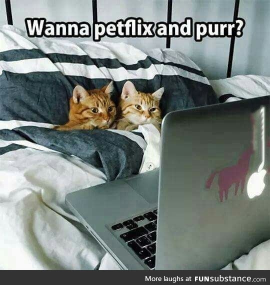 Petflix and Purr?