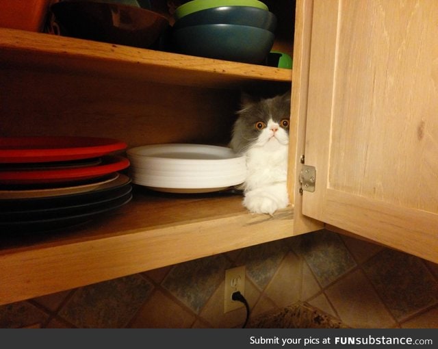 "The paper plates? They're in the cupboard next to the demented cat."