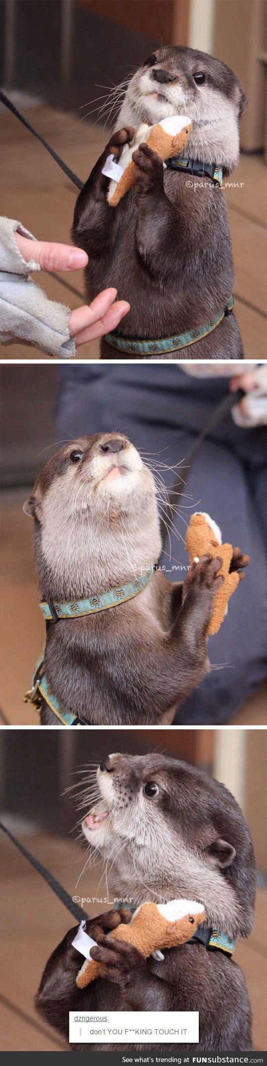 Don't Make An Otter Angry