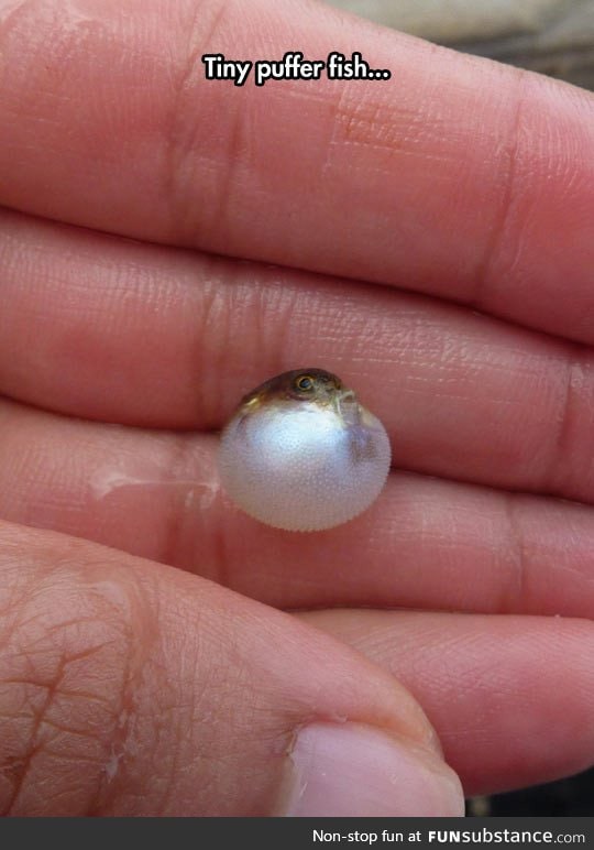 Smallest puffer fish ever