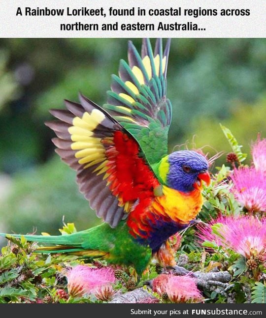 Colorful and beautiful creature