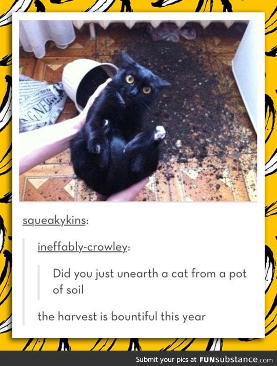 Harvesting cats