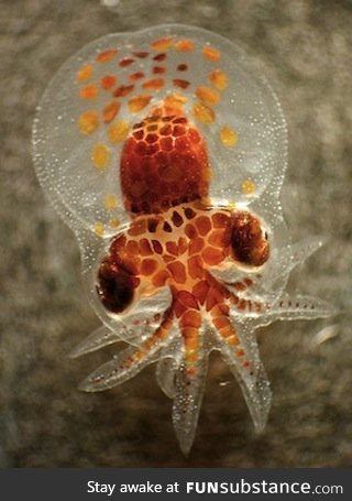 Have you ever seen a baby octopus?