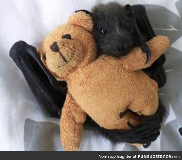 Baby bat loves his teddy bear