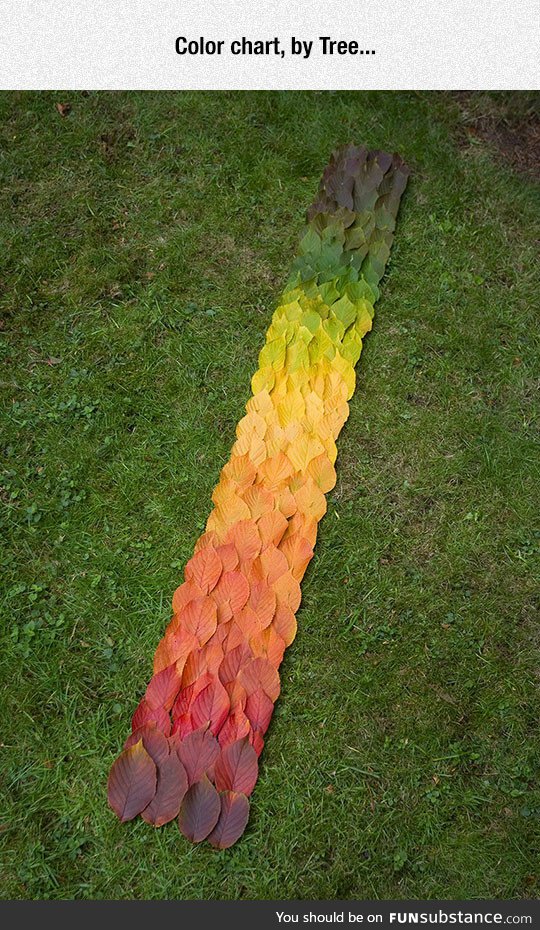 Nature's Color Patterns In The Form Of Leaves