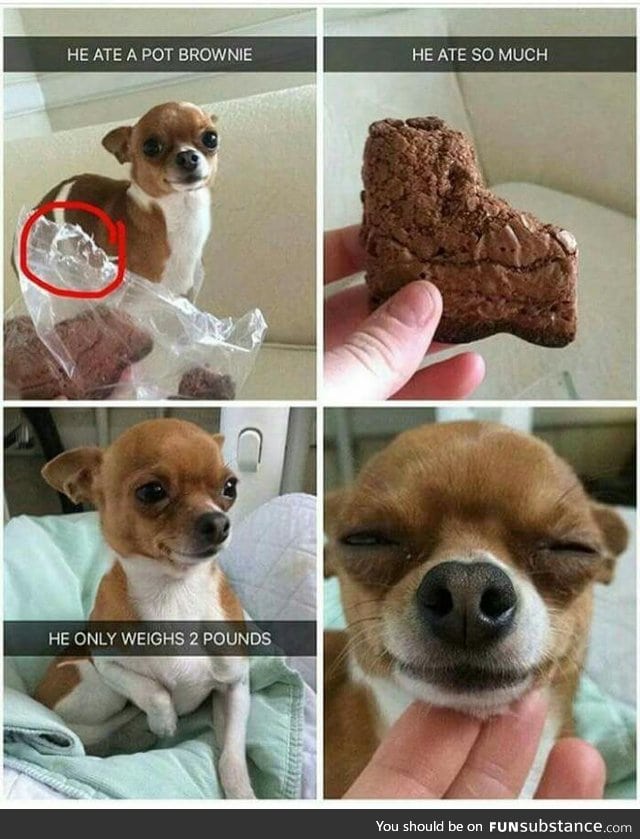 Poor dog he must be high as a kite