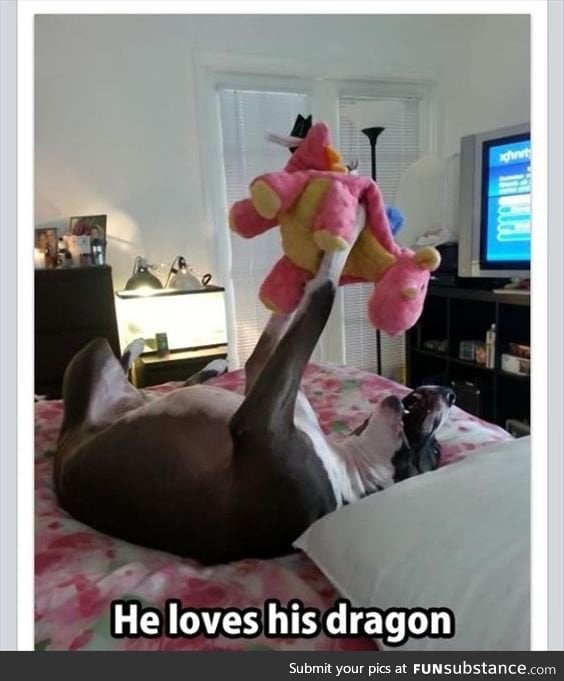He loves his dragon
