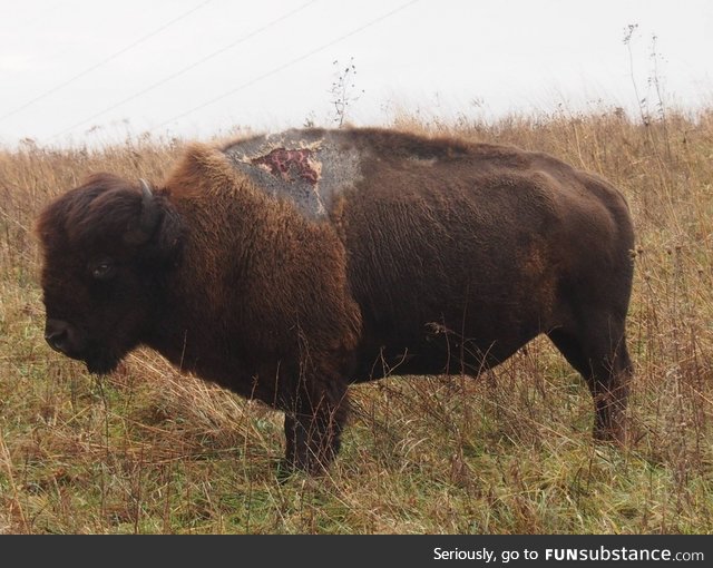 This bison got hit by lightning
