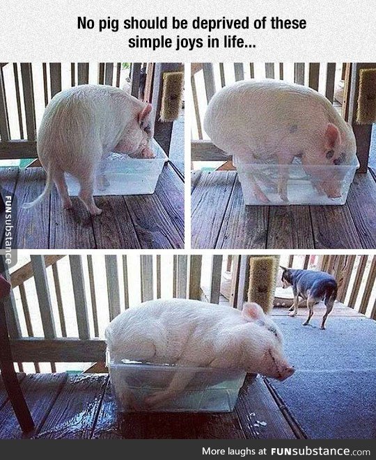 How to make a pig happy
