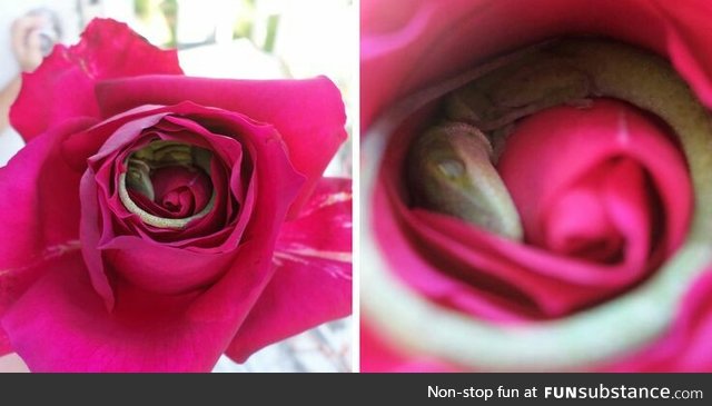 Tiny lizard curled up in a rose.