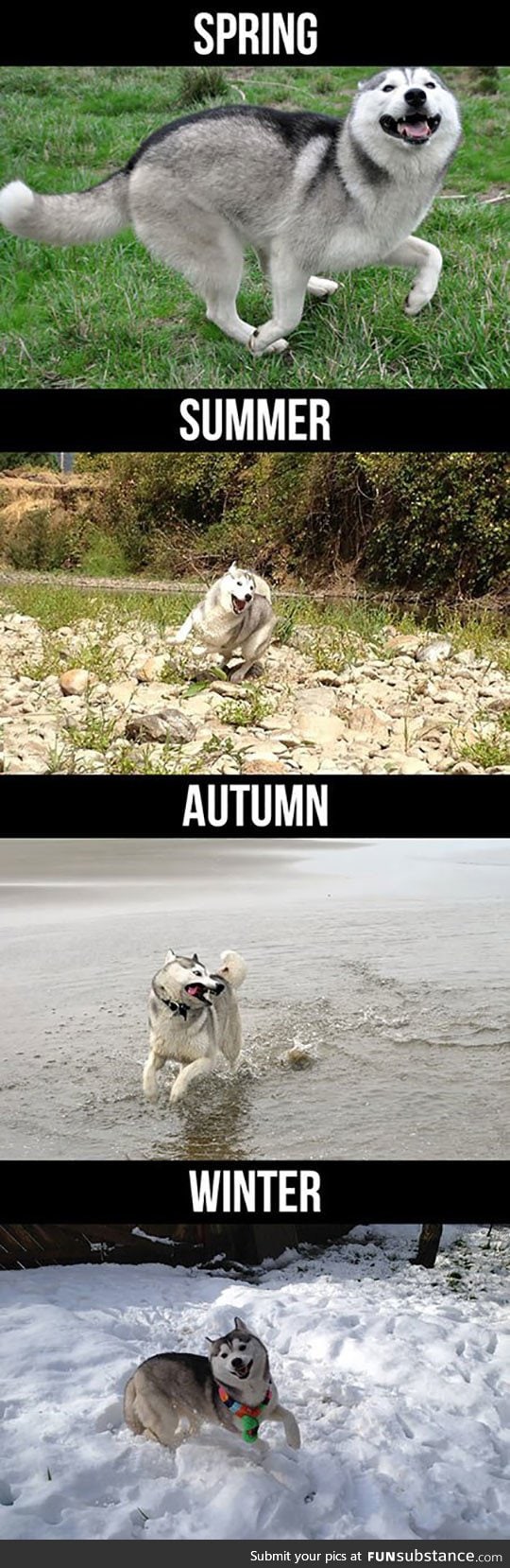 Husky during different seasons