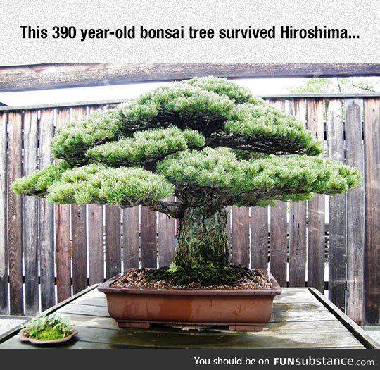300 year old bonsai